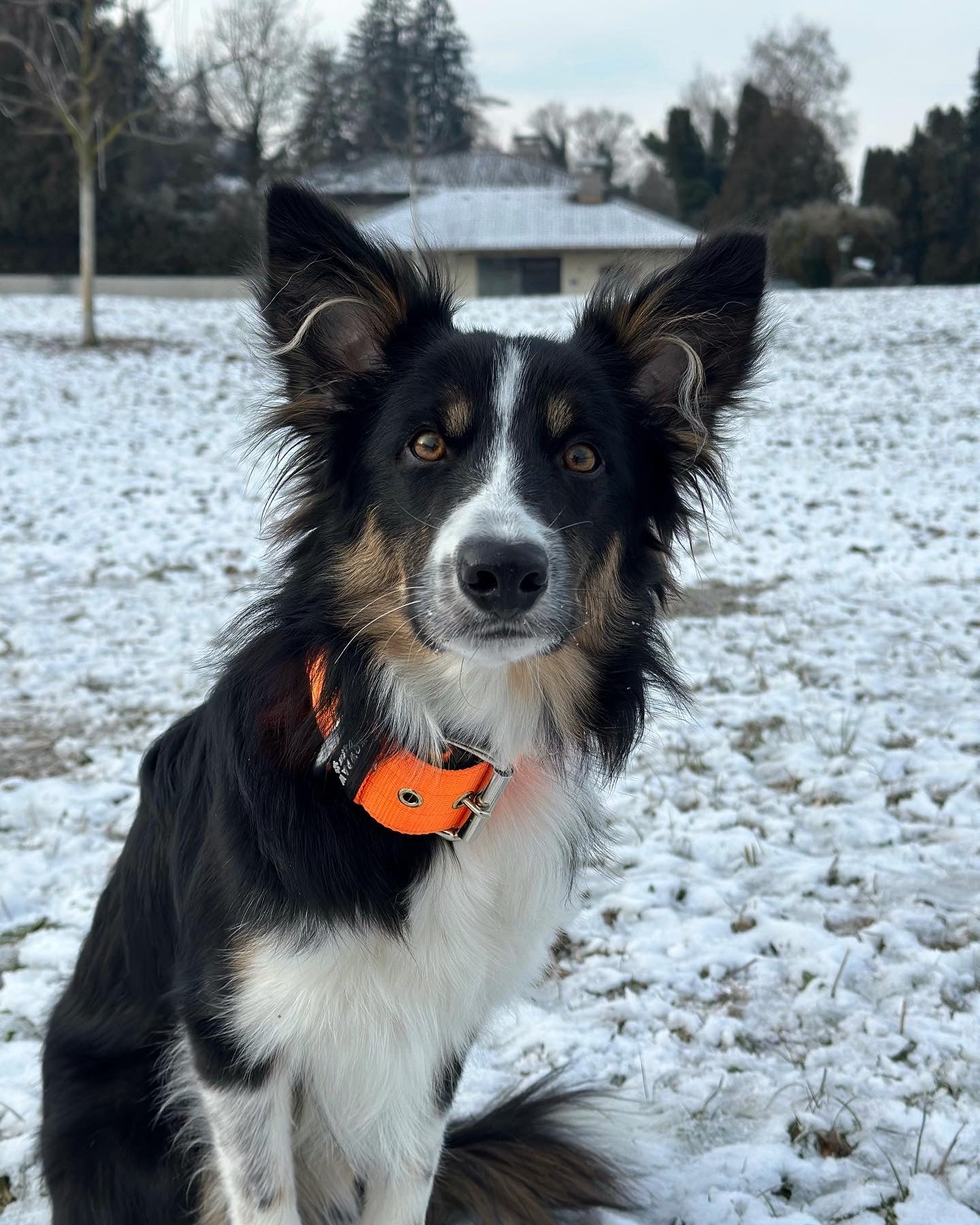 Collare per cani basic di alta qualità arancione neon taglia S
