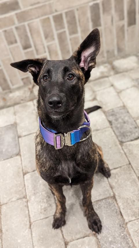 Collare tattico per cani di alta qualità VioletBlue taglia M