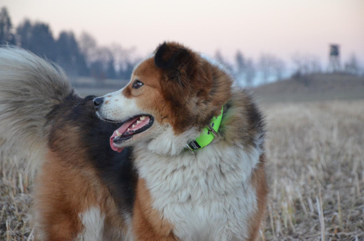 Collare per cani basic di alta qualità verde neon taglia M