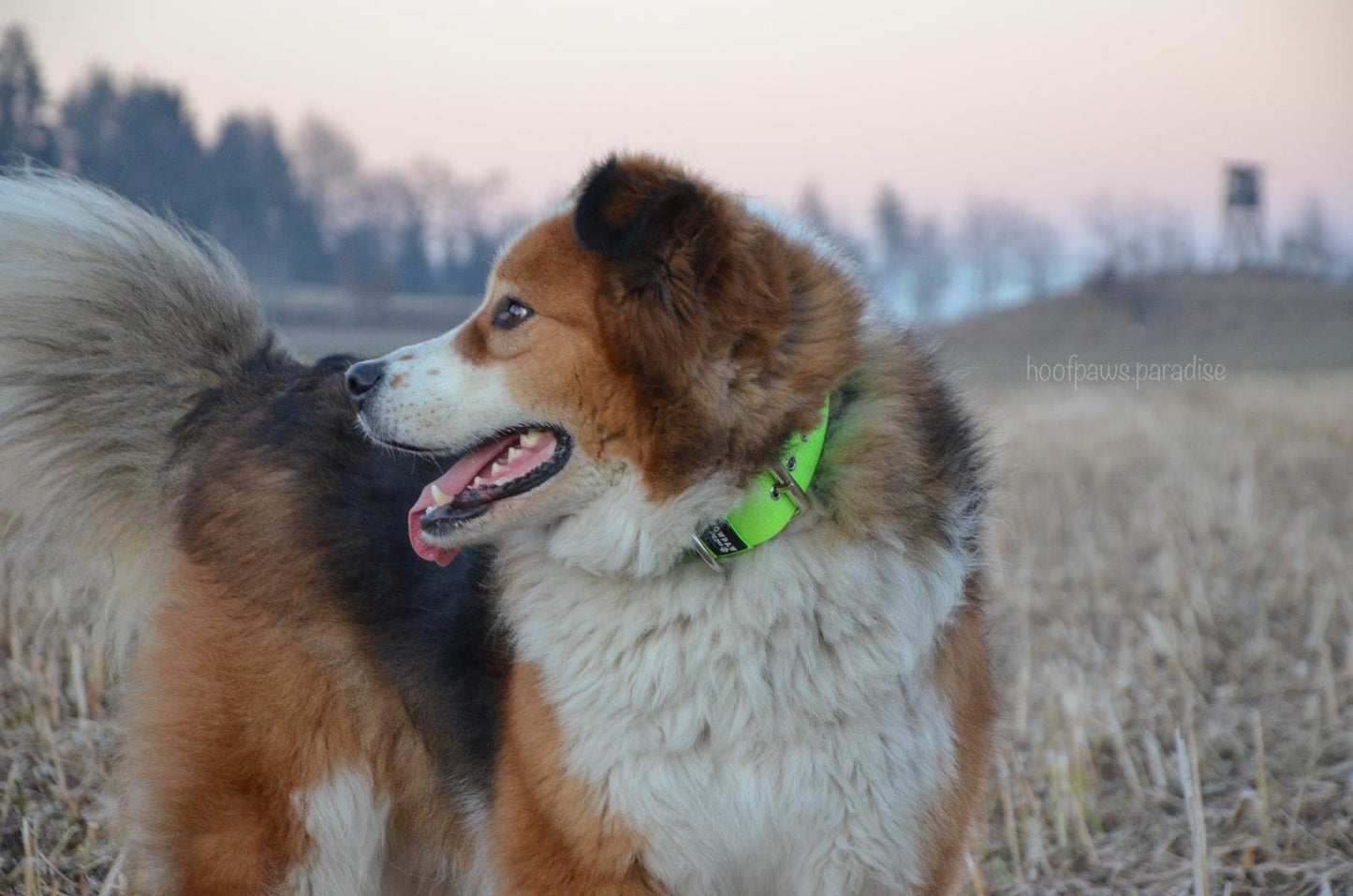 Collare per cani basic di alta qualità verde neon taglia S
