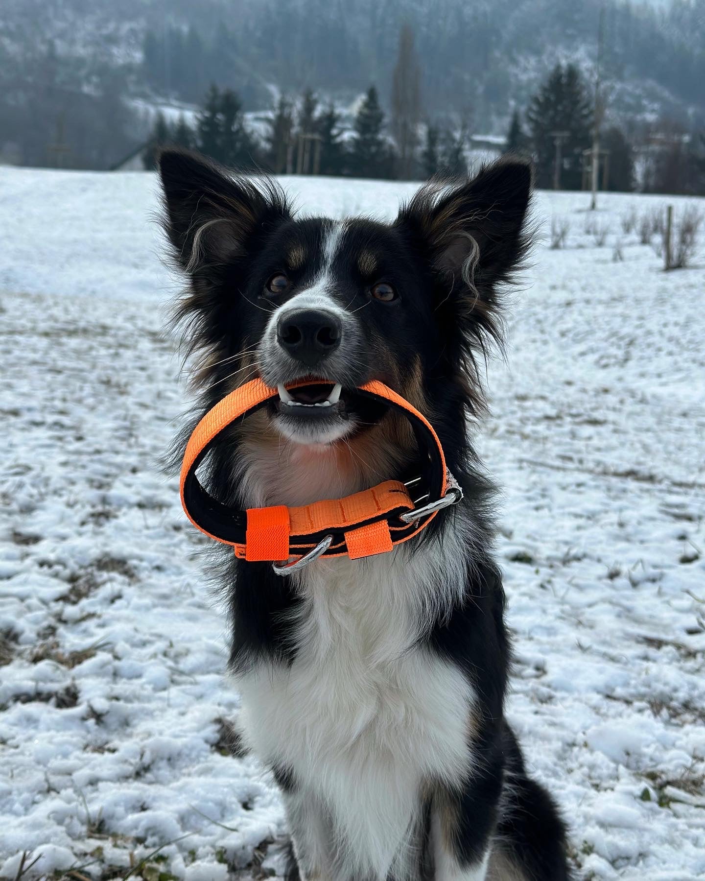 Collare per cani basic di alta qualità arancione neon taglia S