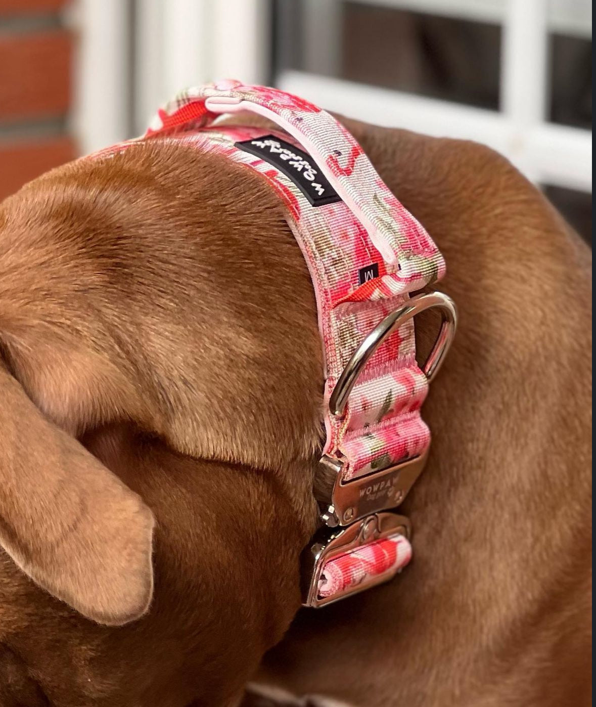 Hochwertiges taktisches Hundehalsband FLAMINGOS LIMITIERT Größe S