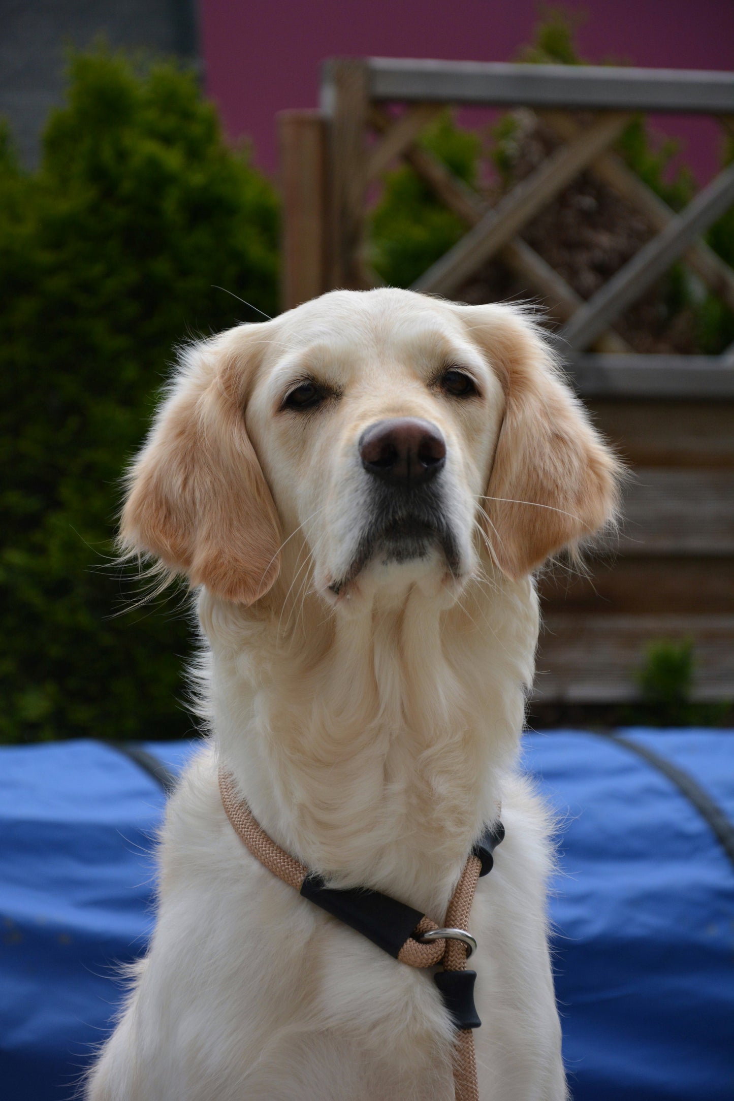 Guinzaglio Retriever lunghezza 140 cm beige