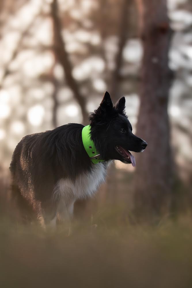 Collare per cani basic di alta qualità verde neon taglia M