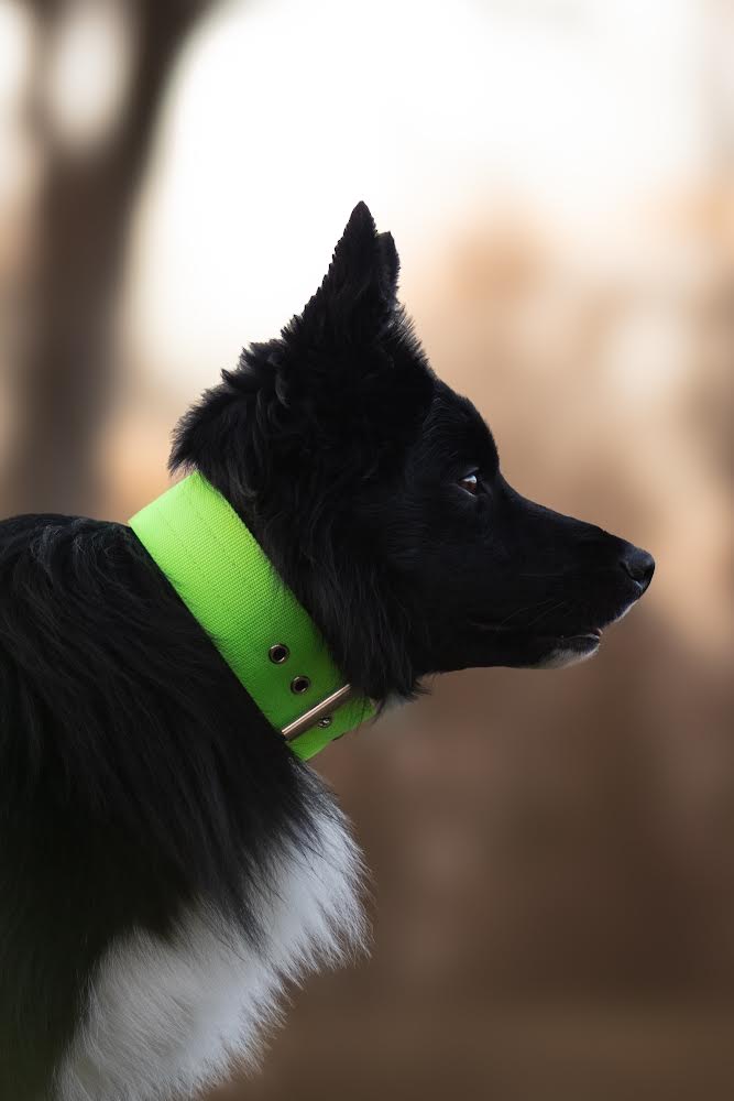 Collare per cani basic di alta qualità verde neon taglia M