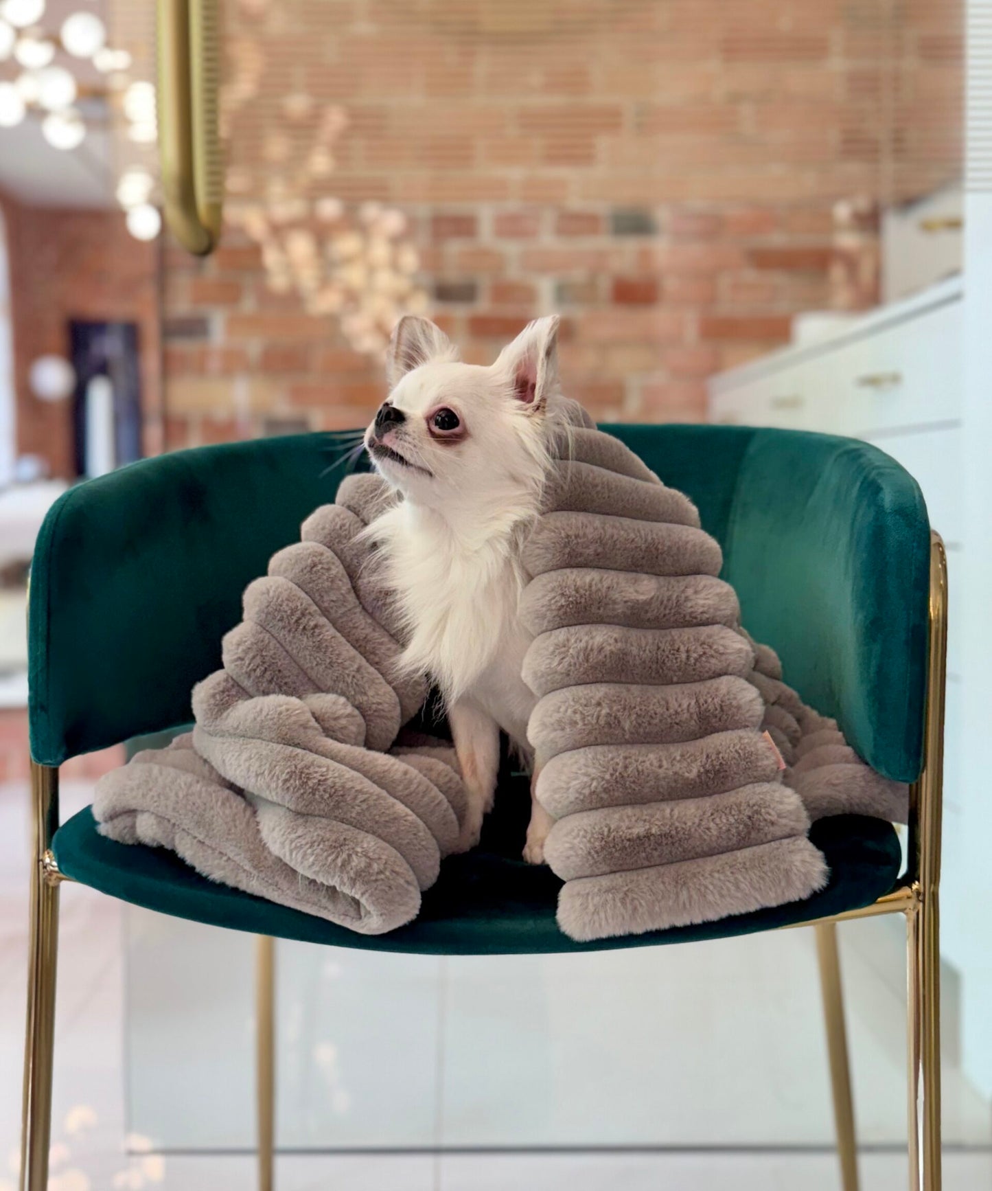 Hundedecke Rabbit Monte