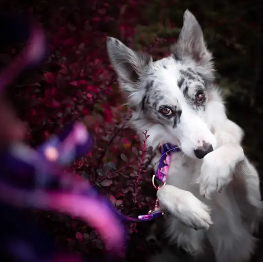 KETTU verstellbare Hundeleine White Arctic Fox