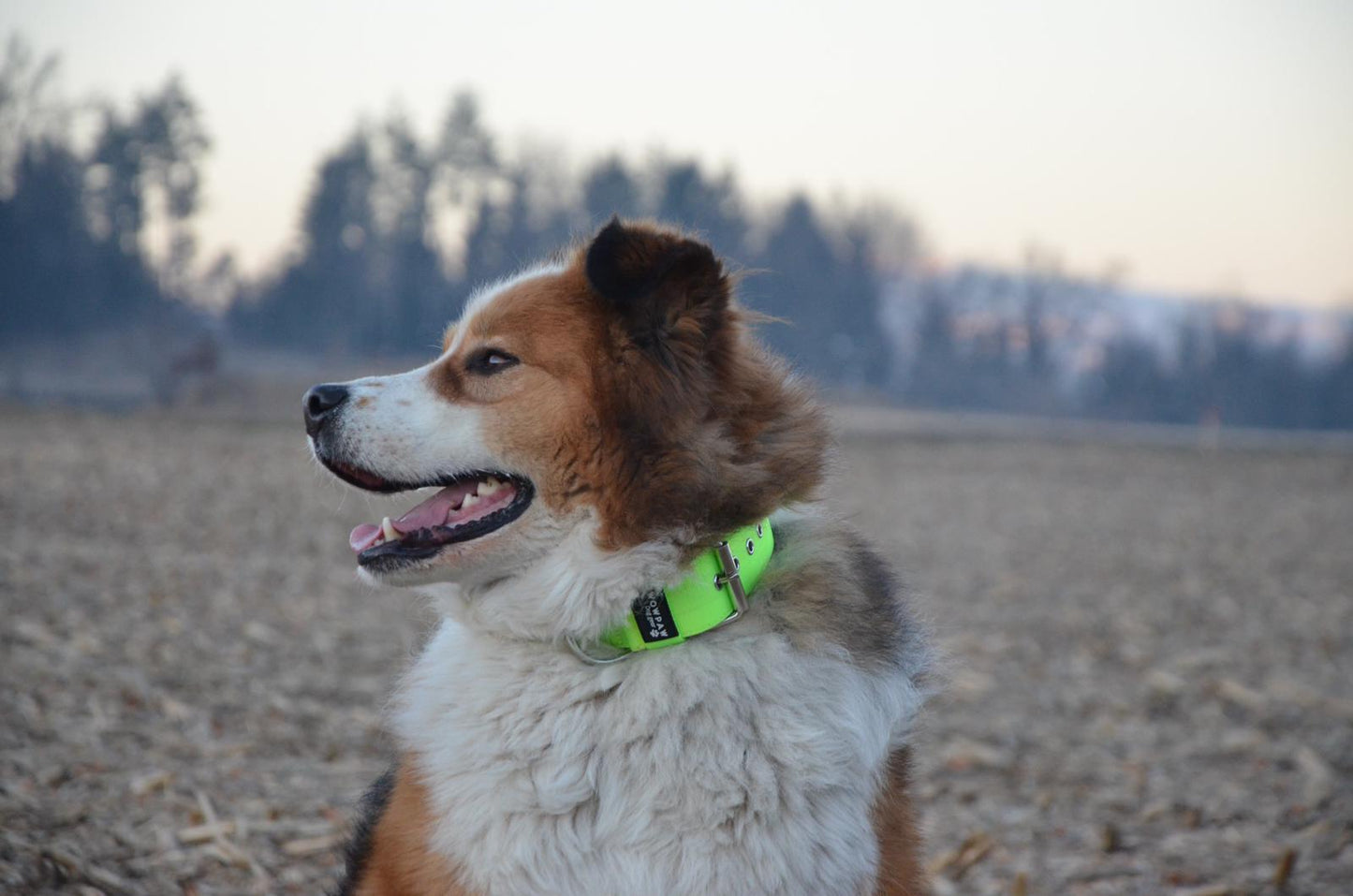 Collare per cani basic di alta qualità verde neon taglia M
