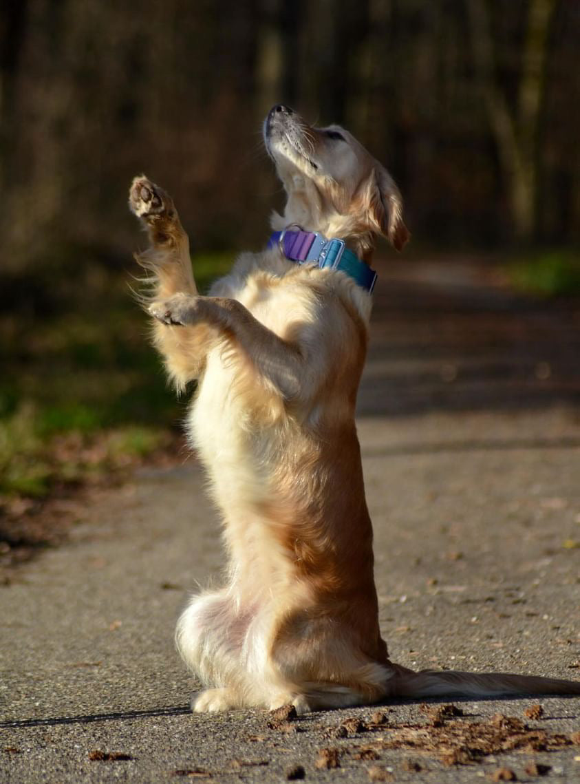 Hochwertiges taktisches Hundehalsband Violett-Blau Größe M