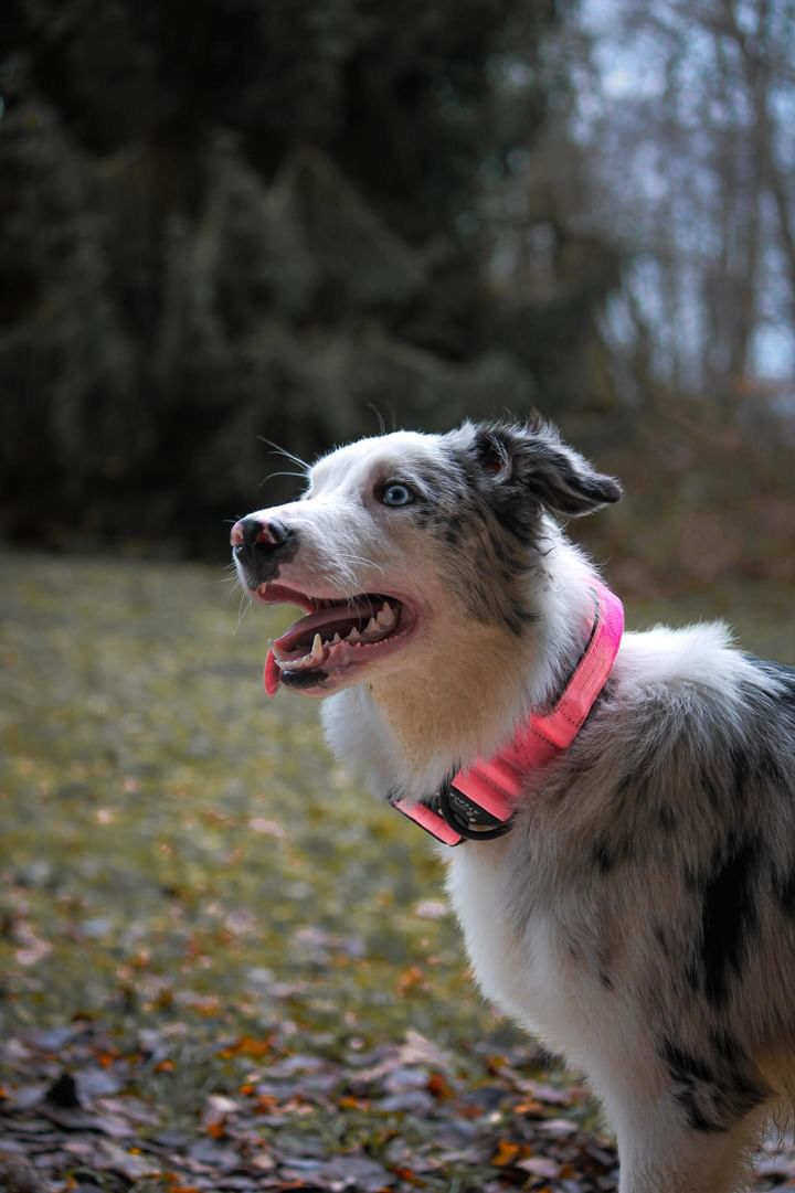 Hochwertiges taktisches Hundehalsband Neonpink Größe M