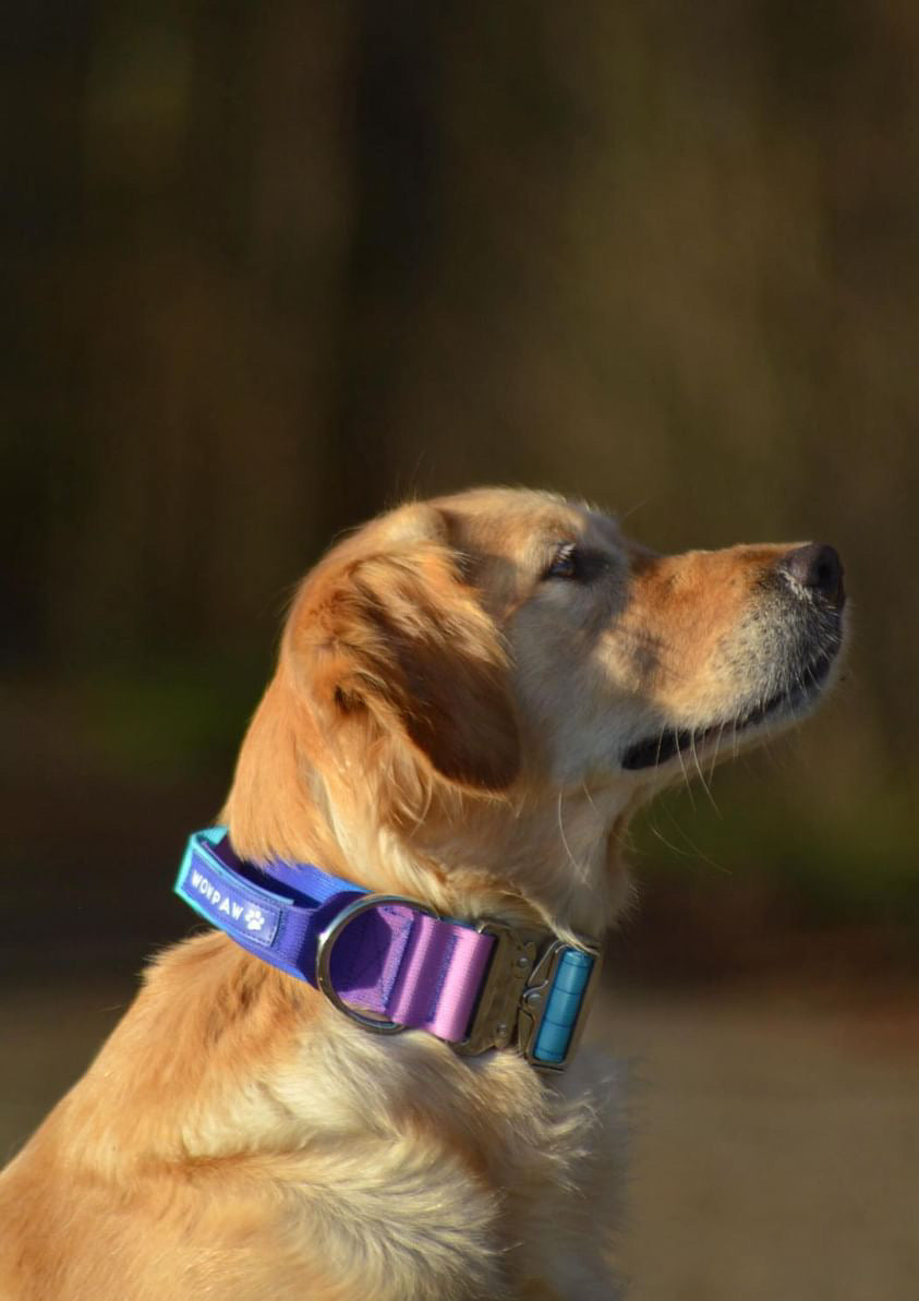 Hochwertiges taktisches Hundehalsband Violett-Blau Größe M