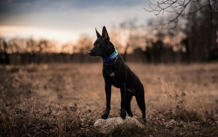 Collare tattico per cani di alta qualità verde blu taglia S