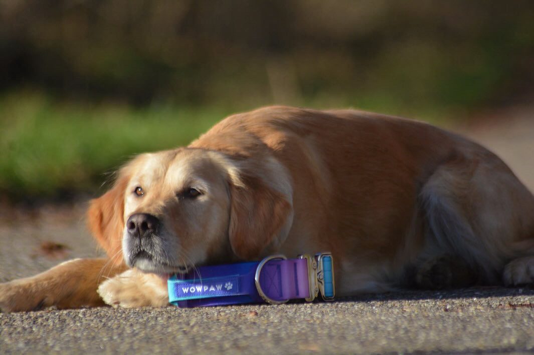 Hochwertiges taktisches Hundehalsband Violett-Blau Größe M