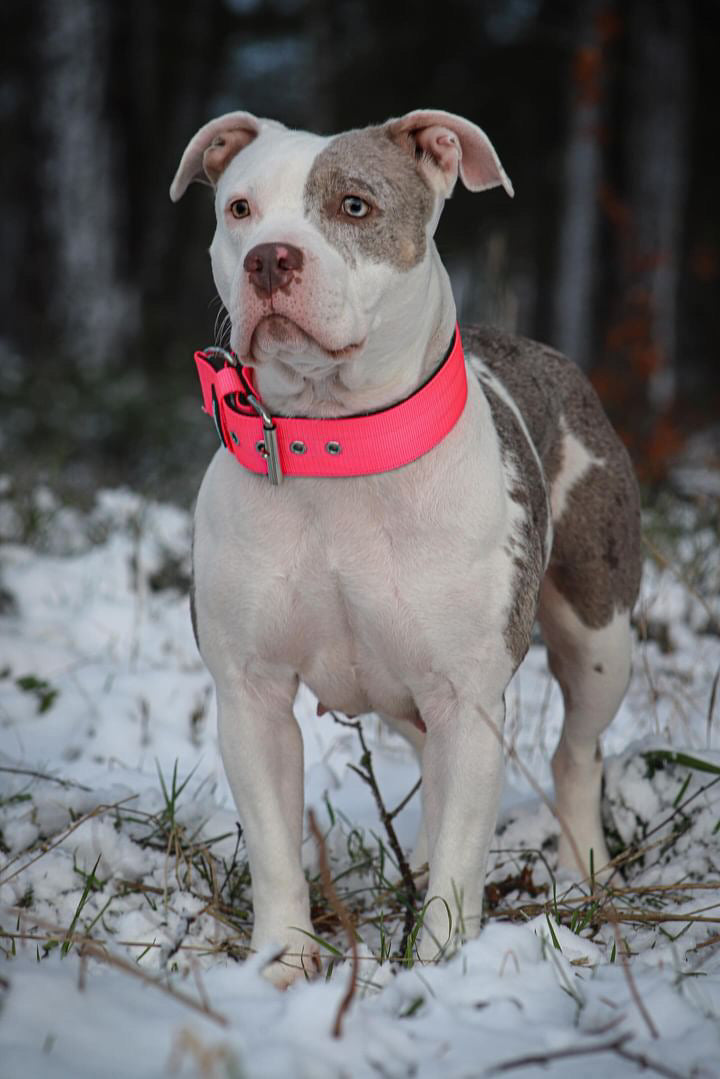 Hochwertiges Basic Hundehalsband Neonpink Größe M