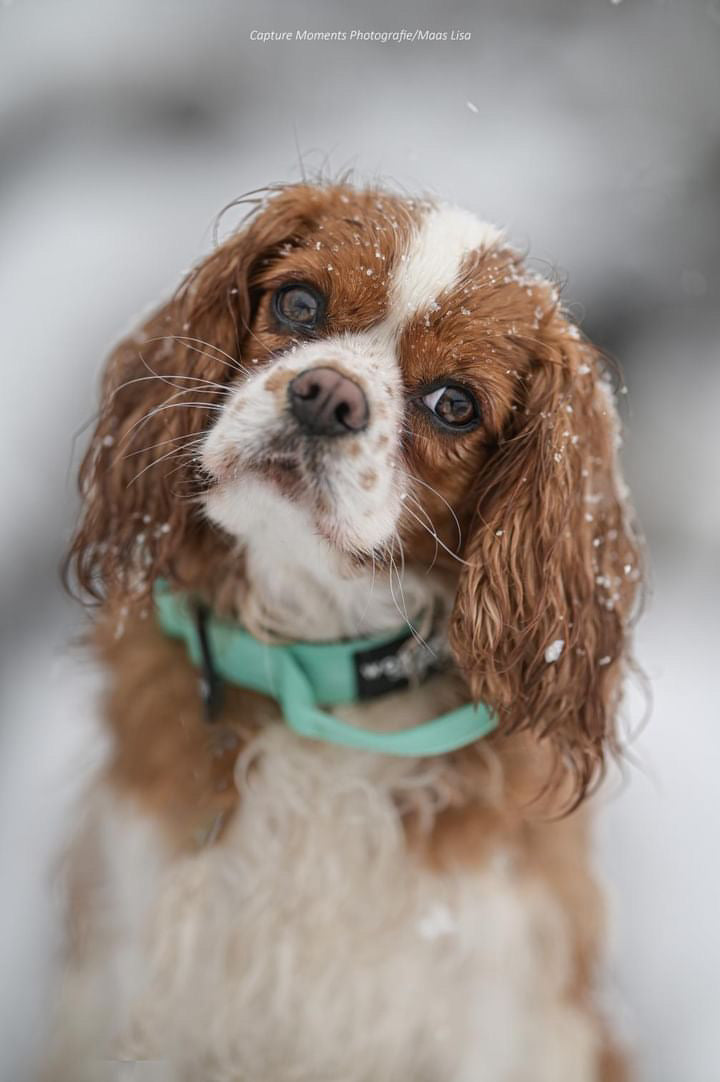 Collare per cani tattico di alta qualità 2,5 cm taglia nuova XS