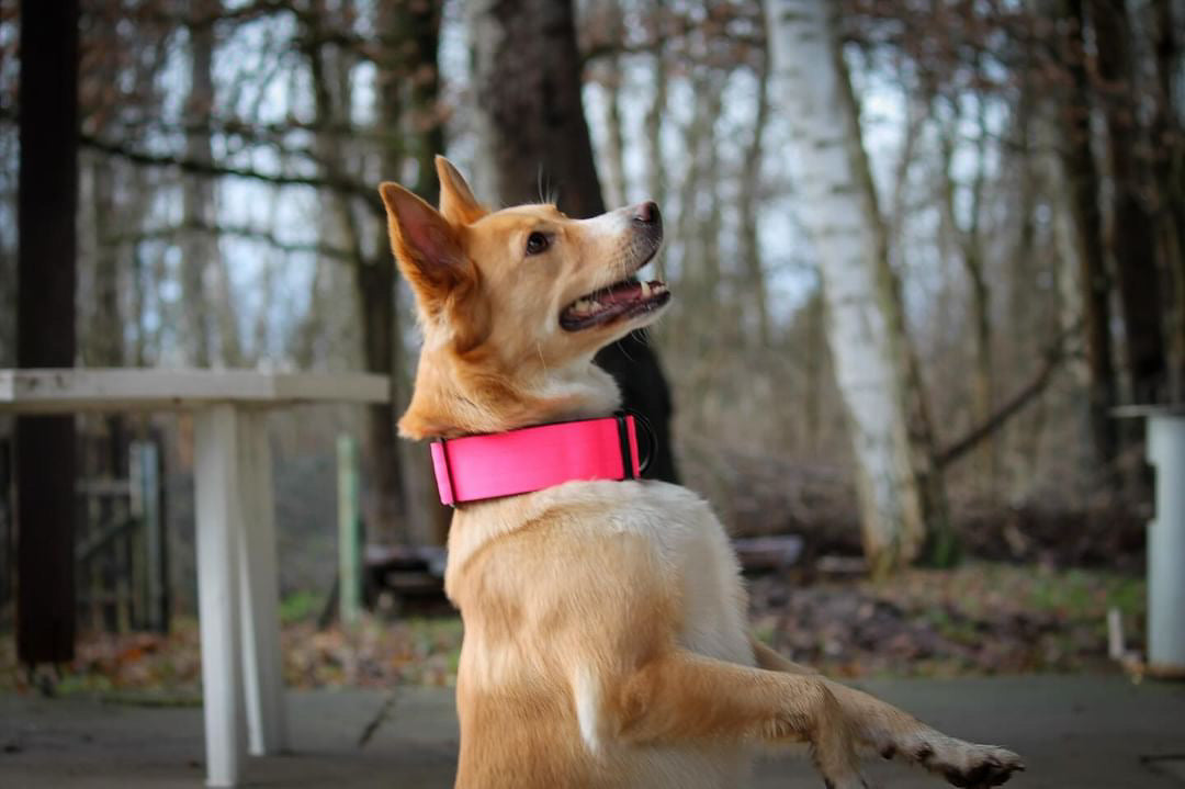 Hochwertiges taktisches Hundehalsband Neonpink Größe M