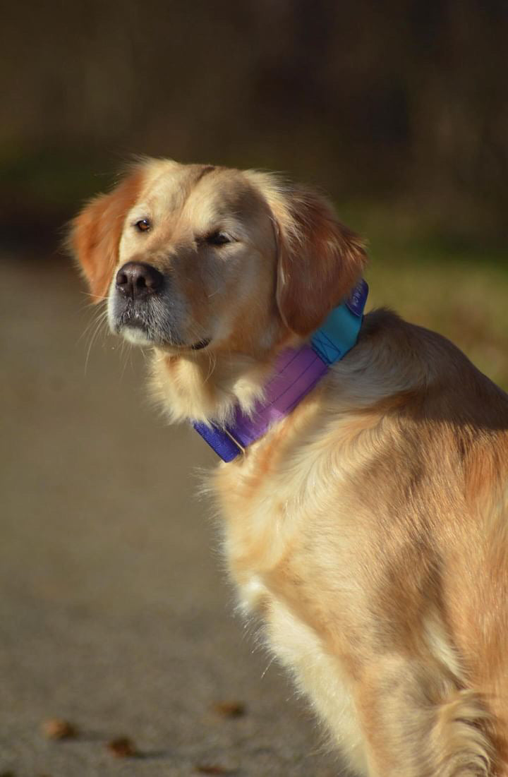 Hochwertiges taktisches Hundehalsband Violett-Blau Größe S