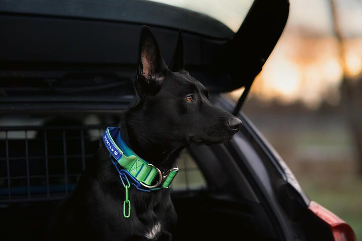 Collare tattico per cani di alta qualità verde blu taglia S