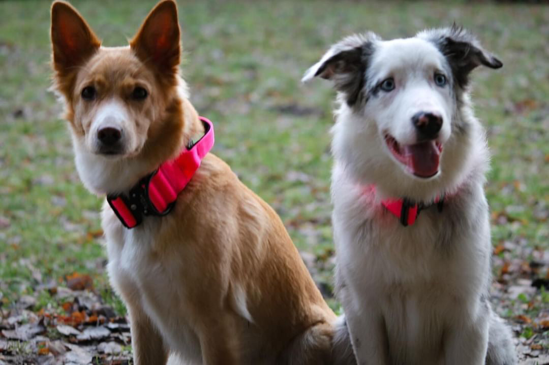 Hochwertiges taktisches Hundehalsband Neonpink Größe S