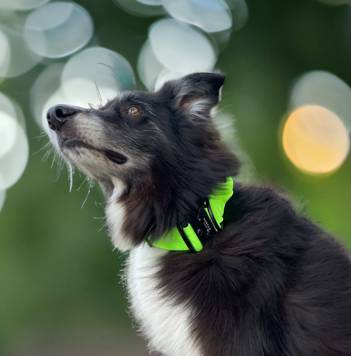 Hochwertiges taktisches Hundehalsband Neongrün Größe M