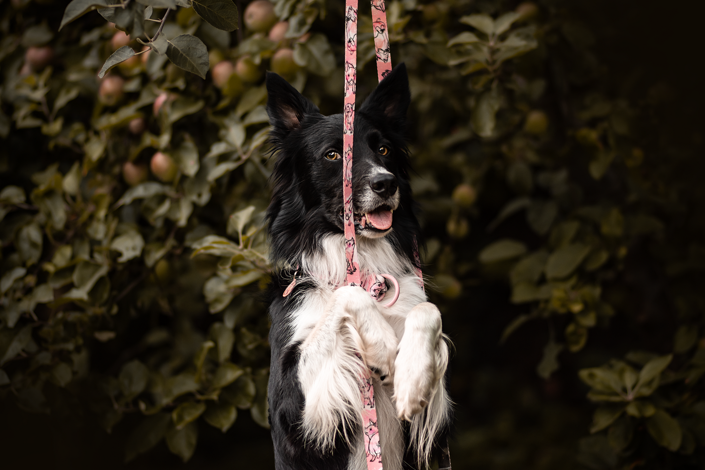 KETTU Halbzug Hundehalsband Piglets