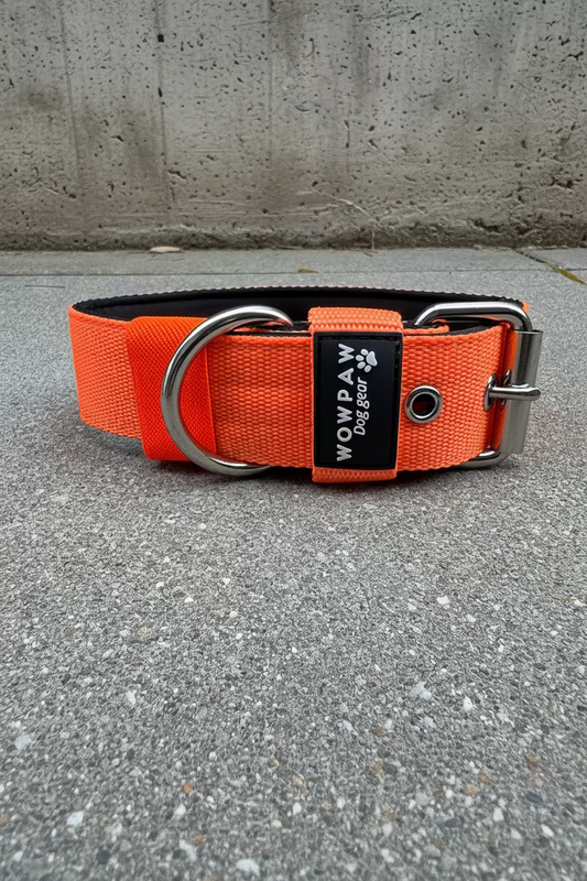Collare per cani basic di alta qualità arancione neon taglia M