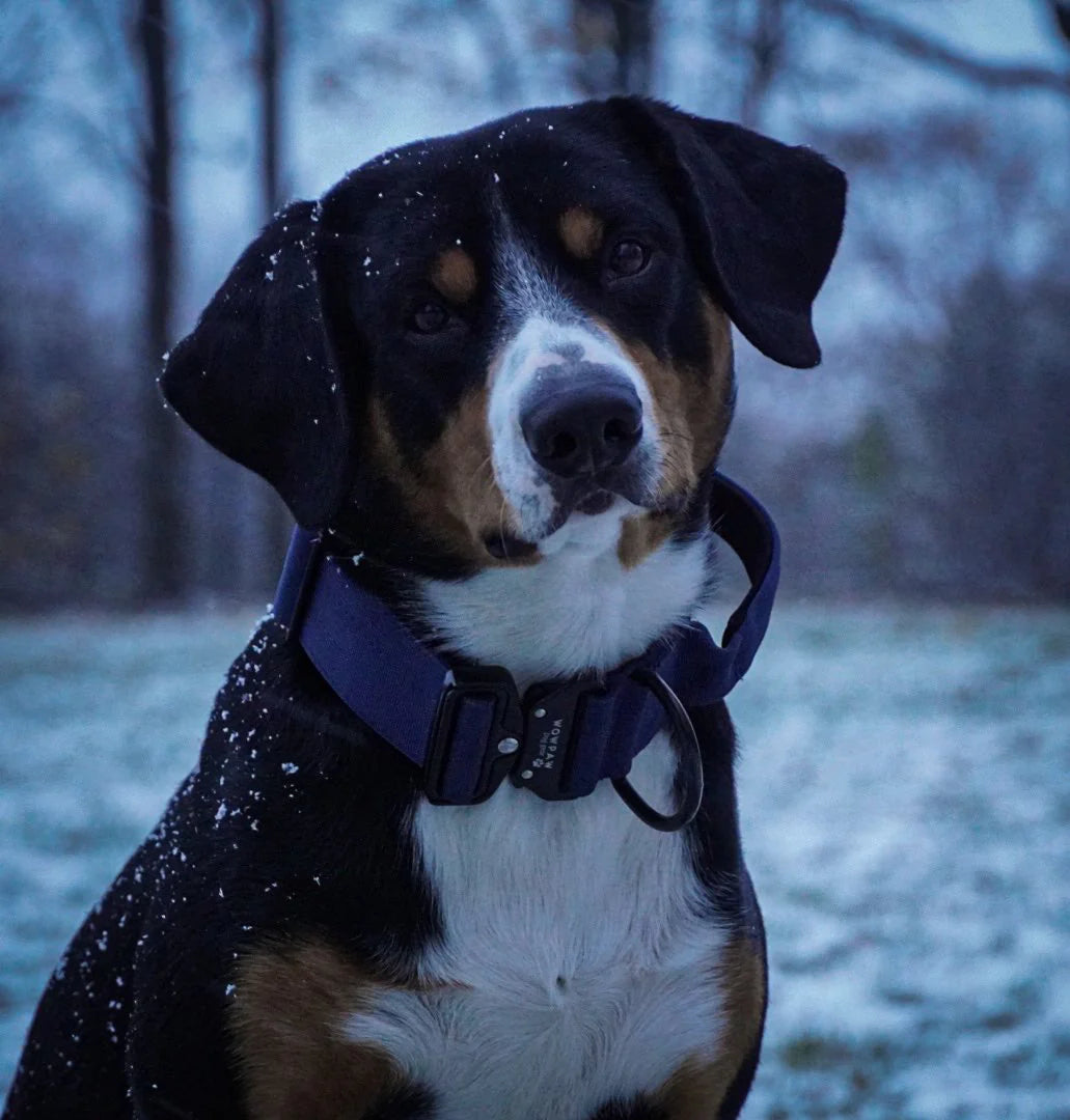 Hochwertiges taktisches Hundehalsband Navyblau Größe M