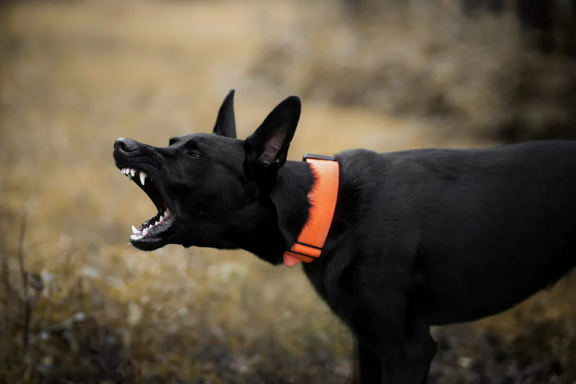 Hochwertiges taktisches Hundehalsband Neonorange Größe M