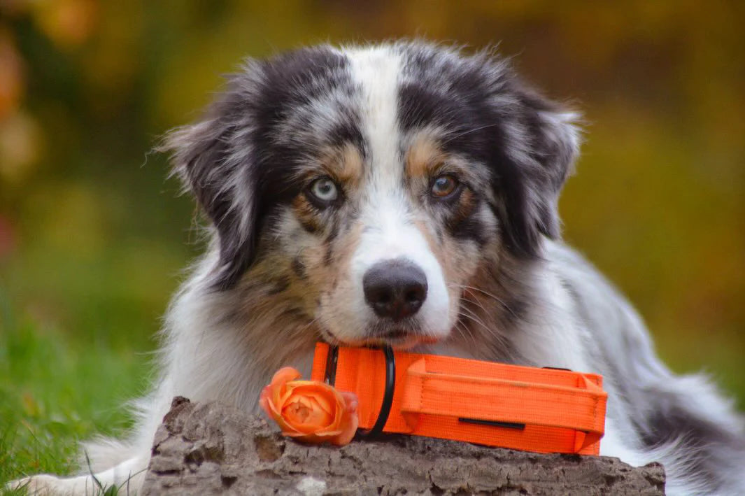 Hochwertiges taktisches Hundehalsband Neonorange Größe M