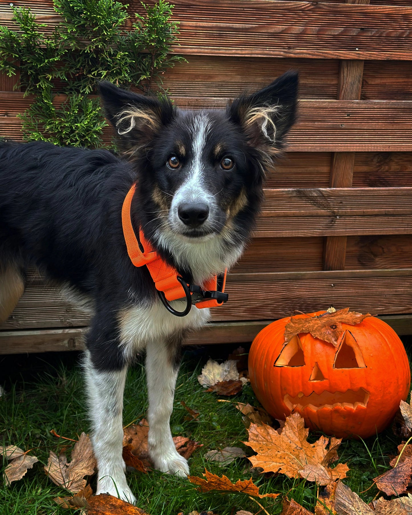 Hochwertiges taktisches Hundehalsband Neonorange Größe M