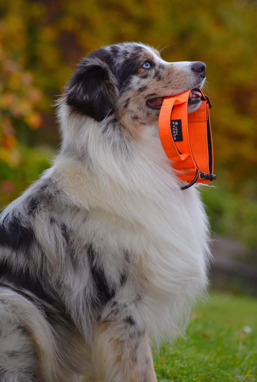 Hochwertiges taktisches Hundehalsband Neonorange Größe M