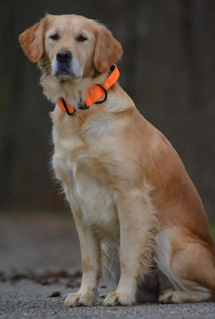 Hochwertiges taktisches Hundehalsband Neonorange Größe M