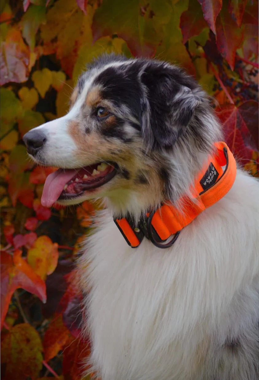 Hochwertiges taktisches Hundehalsband Neonorange Größe S