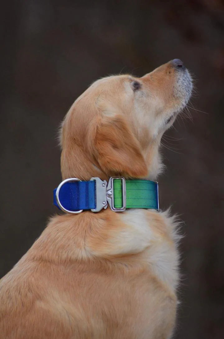 Collare tattico per cani di alta qualità verde blu taglia S