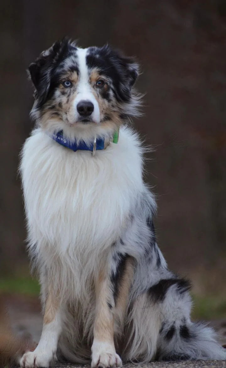 Hochwertiges taktisches Hundehalsband GrünBlau Größe M