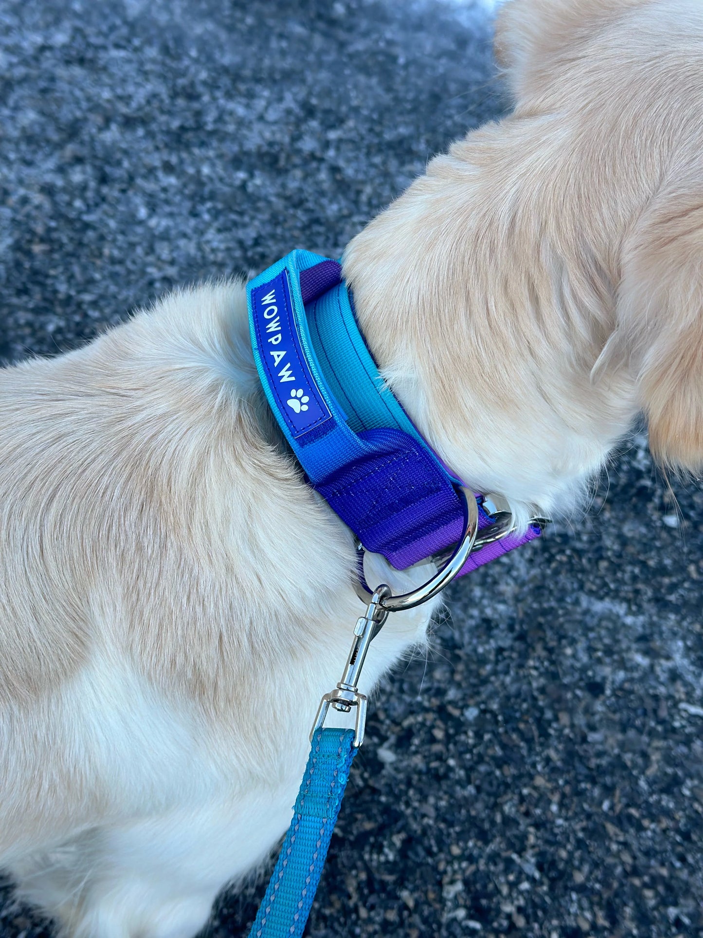 Hochwertiges taktisches Hundehalsband Violett-Blau Größe M