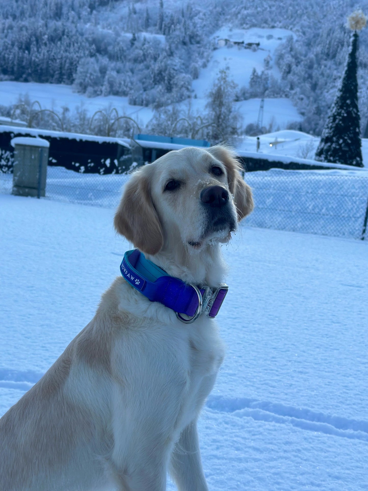 Hochwertiges taktisches Hundehalsband Violett-Blau Größe M