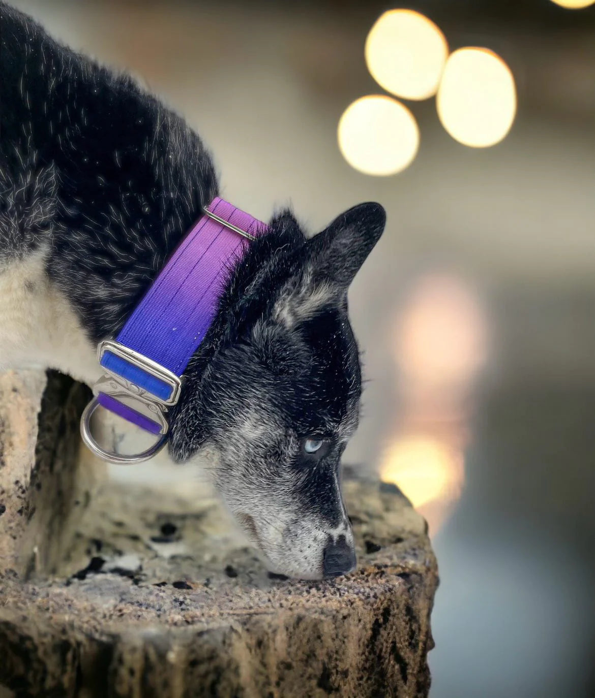 Hochwertiges taktisches Hundehalsband Violett-Blau Größe S