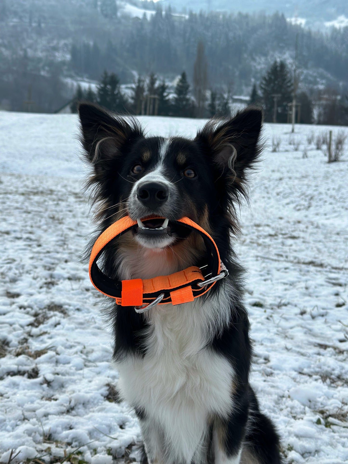 Hochwertiges Basic Hundehalsband Neonorange Größe M