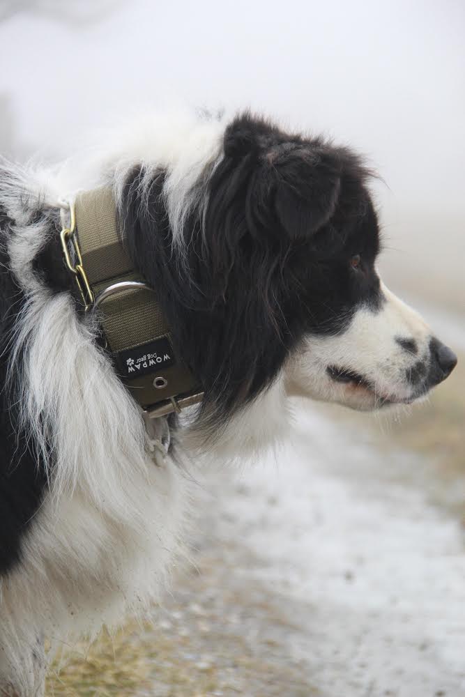 Hochwertiges Basic Hundehalsband Oliv Größe M