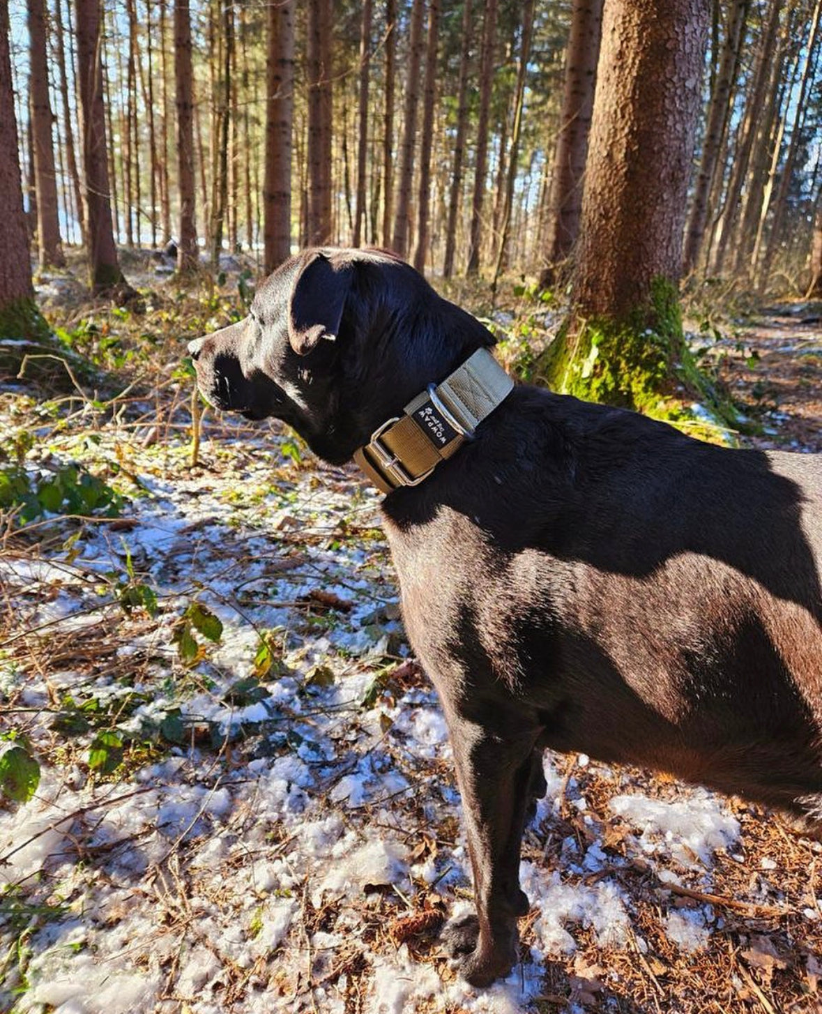 Collare per cani basic di alta qualità oliva taglia S