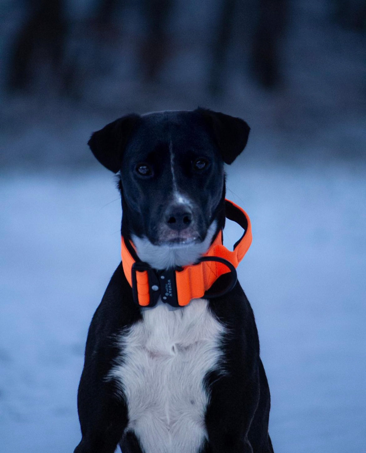 Hochwertiges taktisches Hundehalsband Neonorange Größe M