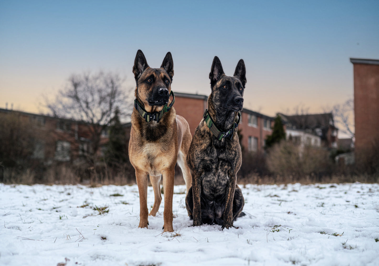 Hochwertiges taktisches Hundehalsband Army Green Camouflage Größe S