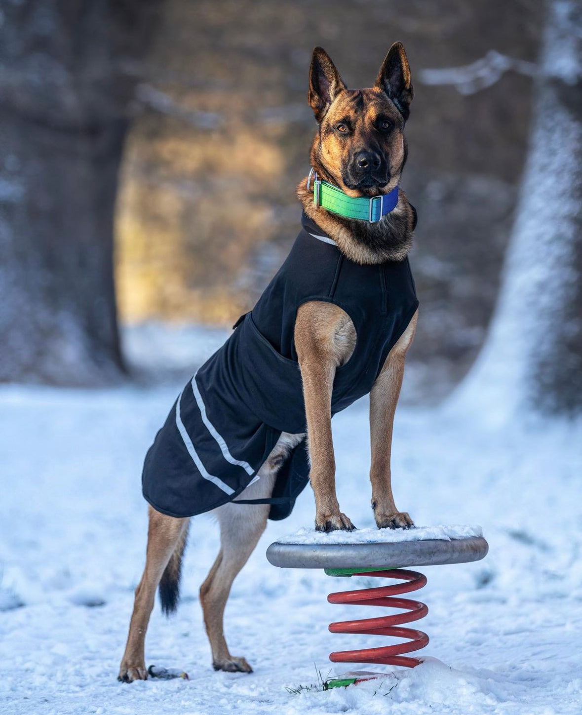 Hochwertiges taktisches Hundehalsband GrünBlau Größe M