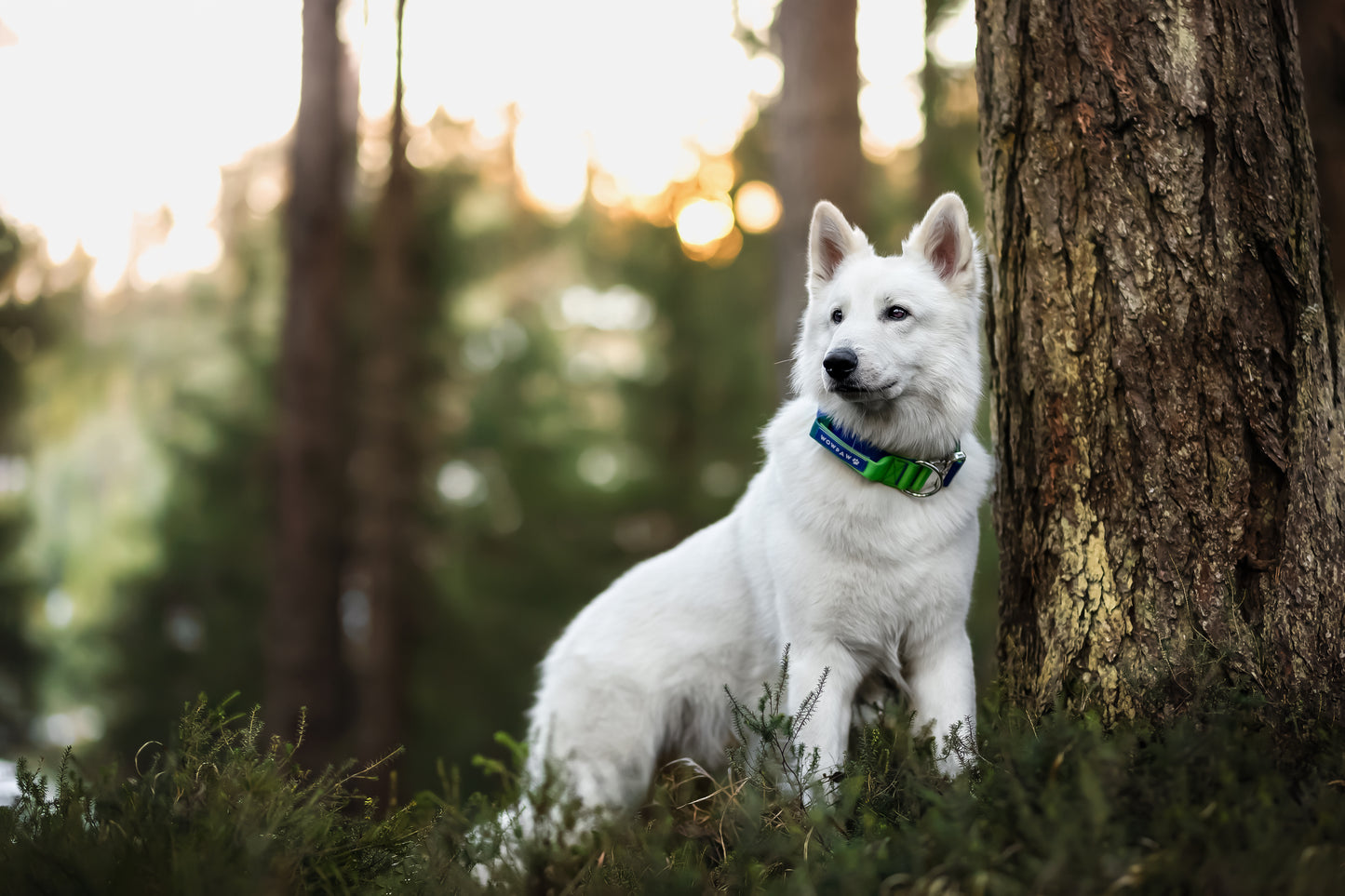 Collare tattico per cani di alta qualità verde blu taglia S