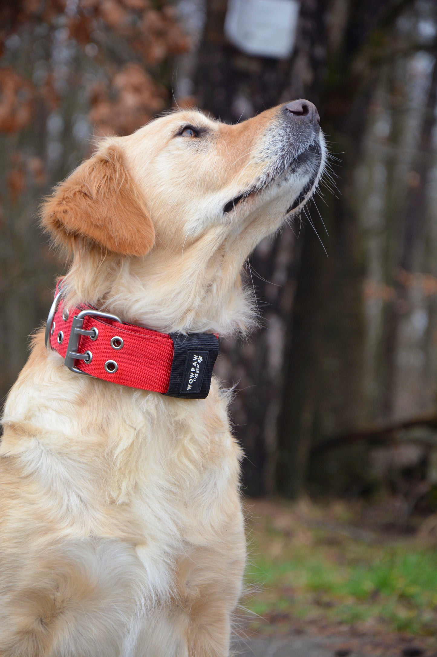 Collare per cani sportivo di alta qualità rosso taglia S