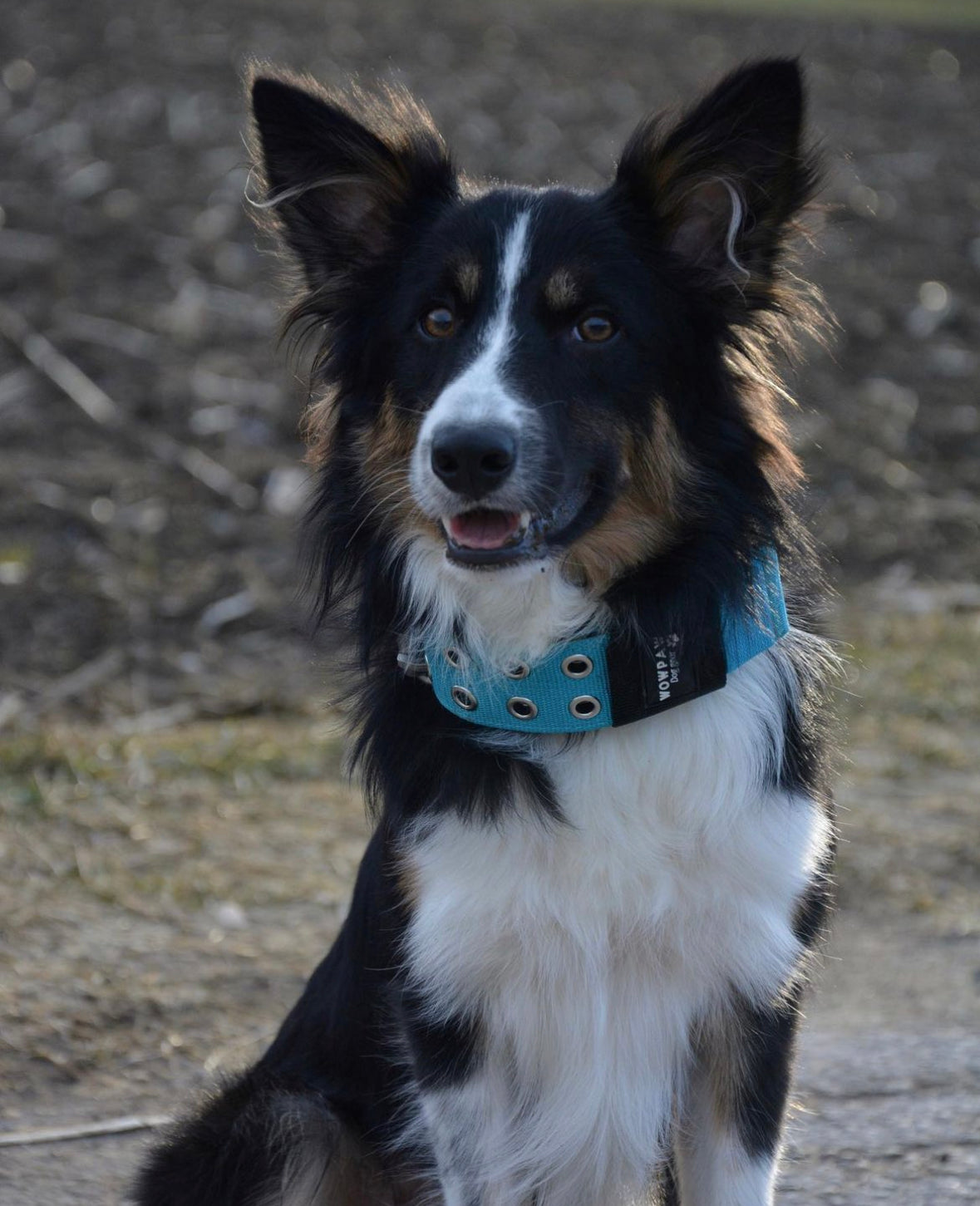 Hochwertiges Sporting Hundehalsband Hellblau Größe M