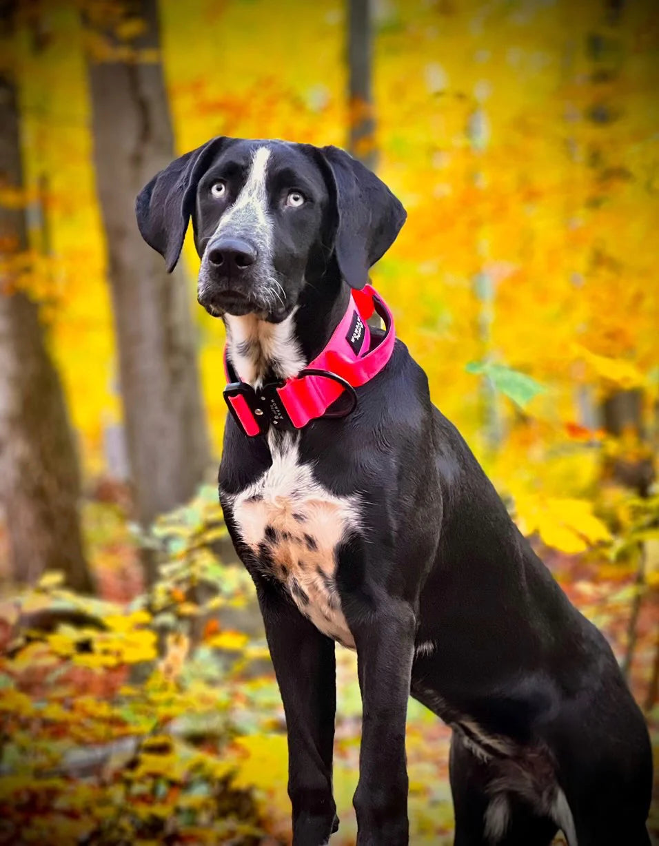 Hochwertiges taktisches Hundehalsband Neonpink Größe M