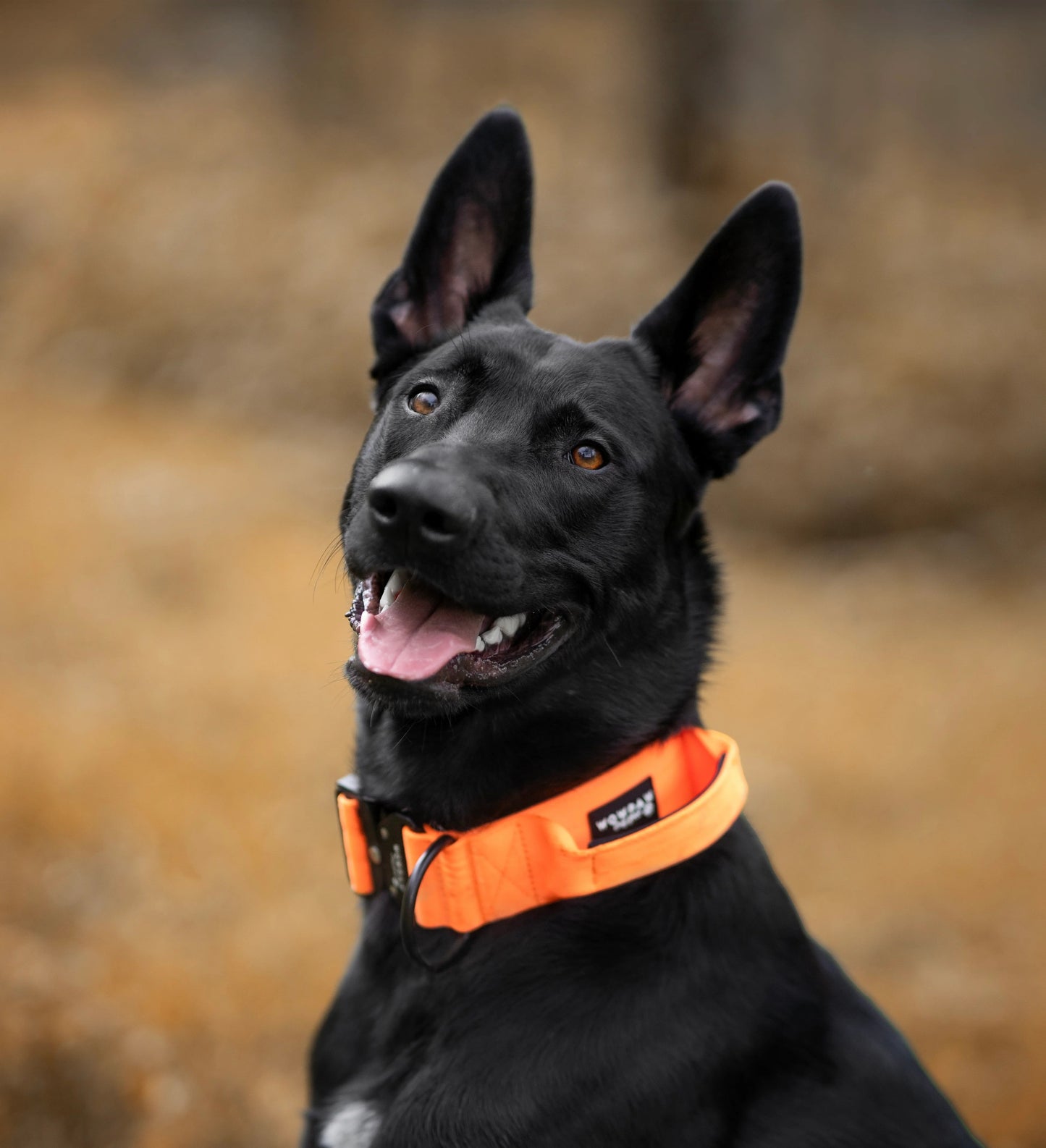 Hochwertiges taktisches Hundehalsband Neonorange Größe S