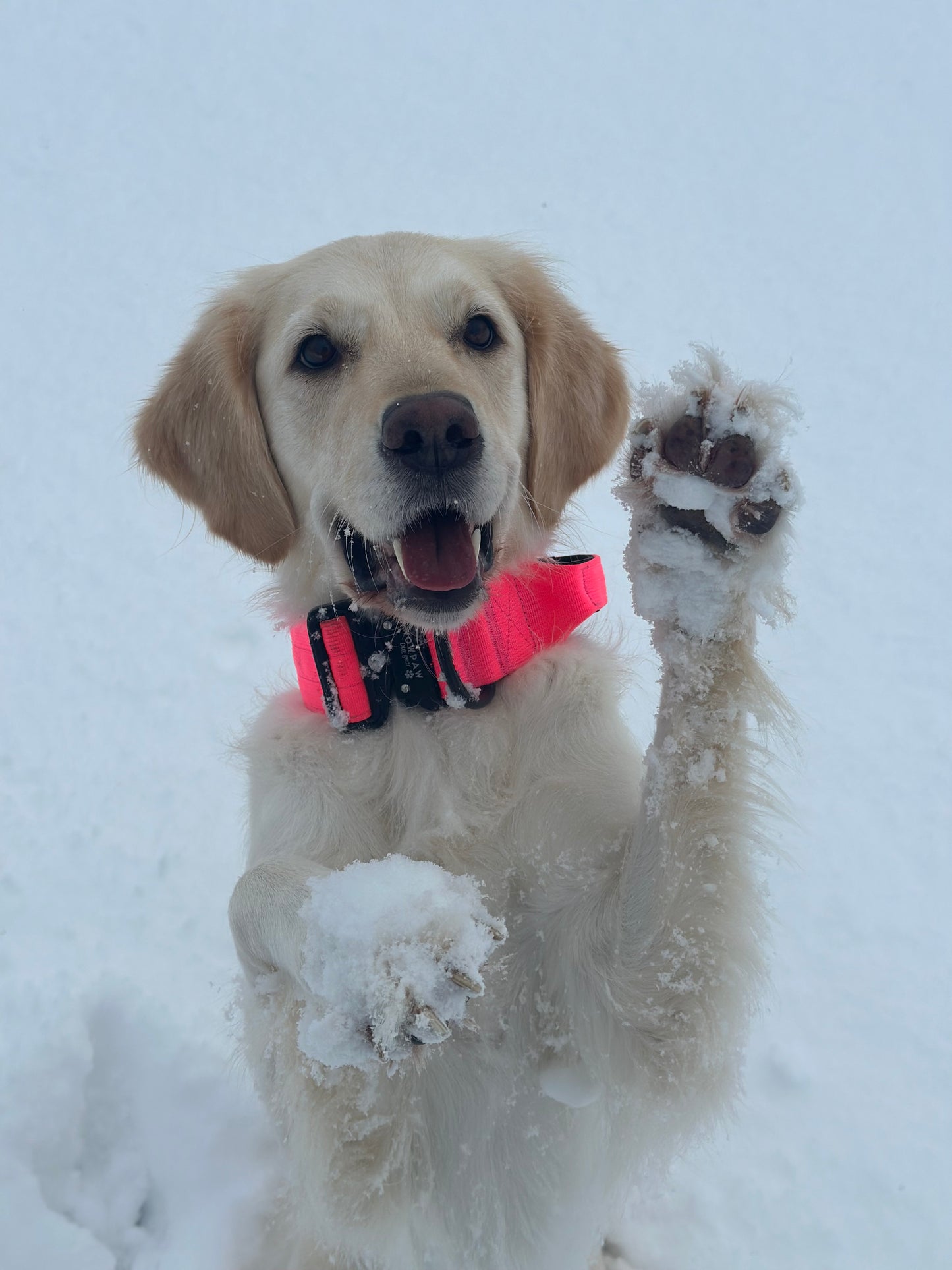 Hochwertiges taktisches Hundehalsband Neonpink Größe M